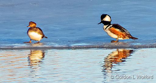 Come Fly With Me, Baby_DSCF6146-7.jpg - Hooded Mergansers (Lophodytes cucullatus) photographed along the Rideau Canal Waterway at Smiths Falls, Ontario, Canada.